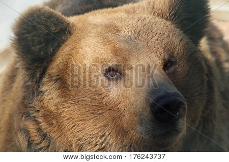 Marsicano Brown Bear