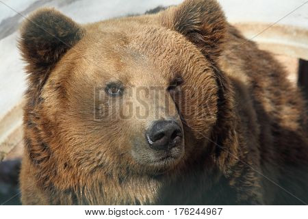 Marsicano Brown Bear