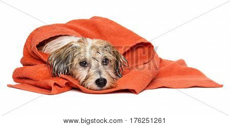 Cute wet havanese puppy dog after bath is lying wrapped in an orange towel, isolated on white background