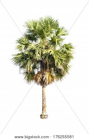 Borassus Flabellifer Known By Several Common Names Including Asian Palmyra Palm Toddy Palm Sugar Pal