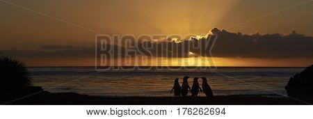 Magellanic Penguins (Spheniscus magellanicus) silhouetted at dawn against the sunrise on Bleaker Island in the Falkland Islands.