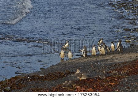Magellanic Penguins (Spheniscus magellanicus) and Falkland Steamer Ducks (Tachyeres brachypterus) on a beach on Bleaker Island in the Falkland Islands.