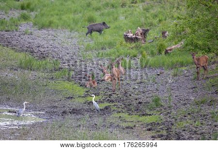 Hinds, Wild Boar And White Herons Beside Pond