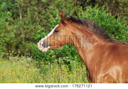 portrait of running welsh pony in the field at freedom