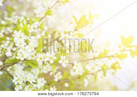 Bird Cherry Tree In Blossom