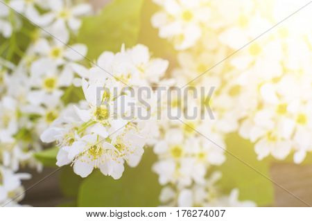 Bird Cherry Closeup With Selective Focus.