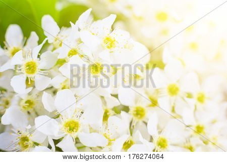 Branches Of Bird Cherries Horizontal
