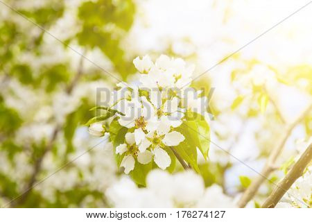 White Blossoms On Bird Cherry Tree In Sunny Summer