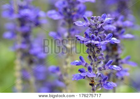 Blooming Blue Bugleweeds Ajuga