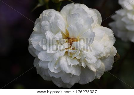 Beautiful and colorful Rose flower in the garden