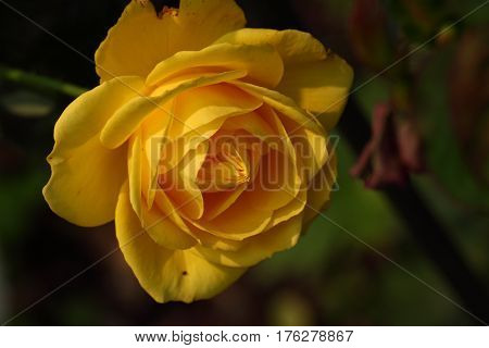Beautiful and colorful Rose flower in the garden