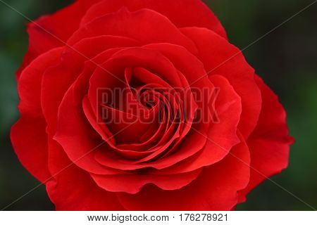 Beautiful and colorful Rose flower in the garden