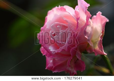 Beautiful and colorful Rose flower in the garden