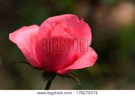 Beautiful and colorful Rose flower in the garden, Sonora