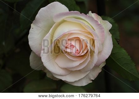 Beautiful and colorful Rose flower in the garden