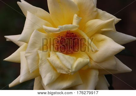 Beautiful and colorful Rose flower in the garden
