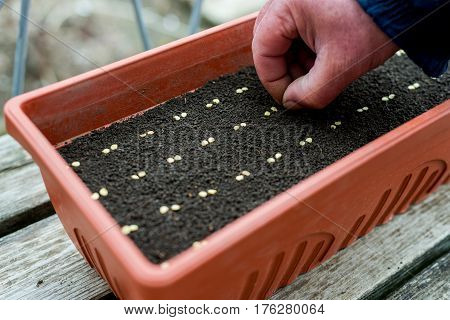 Farmer`s  Hand  Precisely Planting Seeds For Pepper Seedlings