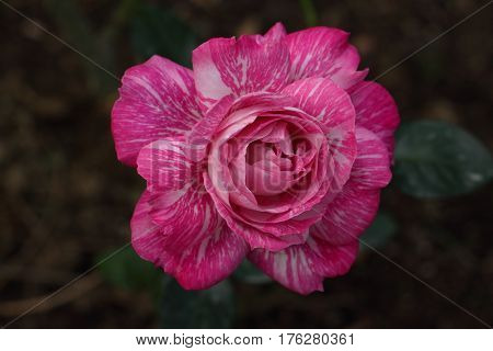 Beautiful and colorful Rose flower in the garden