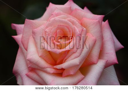 Beautiful and colorful Rose flower in the garden