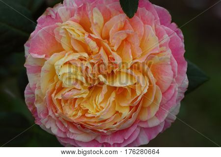 Beautiful and colorful Rose flower in the garden
