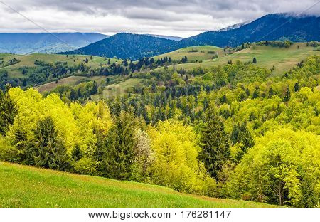 Forest On A Mountain Hillside In Rural Area