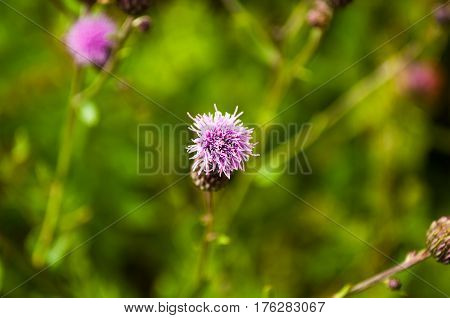 Cirsium arvense or creeping thistle plant as background of nature focus view from above
