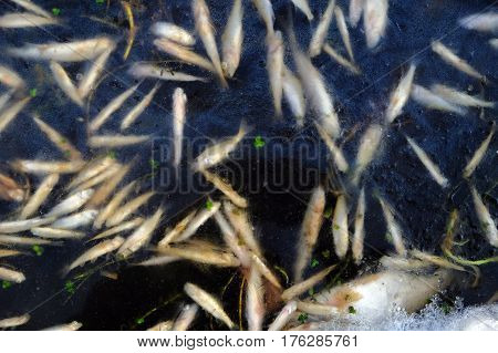 Dead fish under the thin ice overhead shot concept of nature disaster