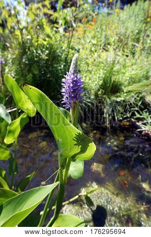 Pickerel weed (Pontederia cordata) blooms in a small, artificial lake in Joliet, Illinois during June.
