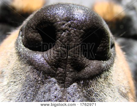 Nose2