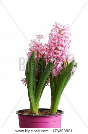 Delicate pink hyacinth flower seedlings in a pink pot isolated on white background