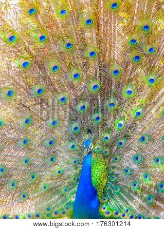 Indian Peacock showing off all of it's colors