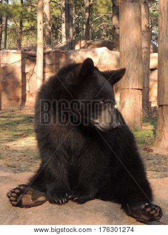 Brown bear sitting and looking at what's around him
