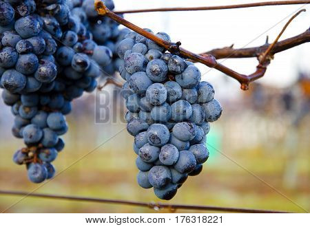 Detailed view of a frozen grape vines in a vineyard in autumn in southern Moravia in the Czech Republic