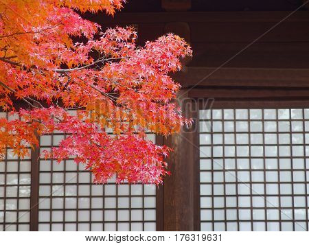 autumn maple leaves with japanese temple door.