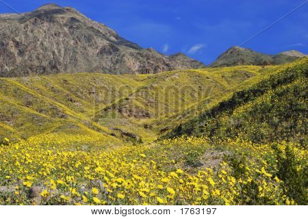 Death Valley Np
