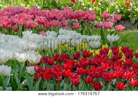 Flowerbed of white, red, pink tulips and green grass in the gatden