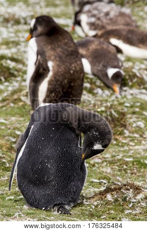 Gentoo Penguin Colony