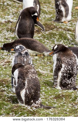 Gentoo Penguin Colony
