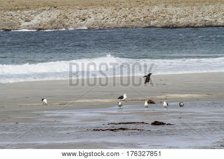 Penguins - Magellan And Gentoo