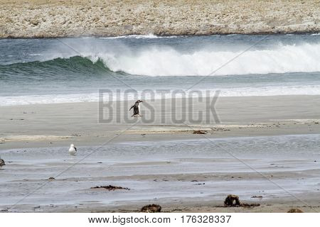 Penguins - Magellan And Gentoo