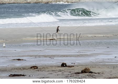 Penguins - Magellan And Gentoo
