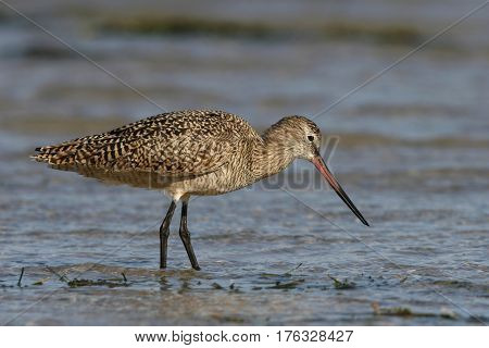 A Marbled Godwit, Limosa fedoa feeding in the shallow water in a Florida bay
