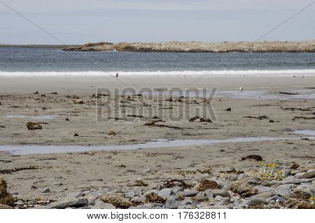Penguins - Magellan And Gentoo