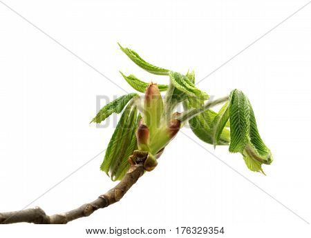 Spring Twigs Of Horse Chestnut Tree With Young Leaves
