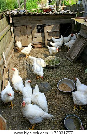 white hens in the poultry-yard in the village