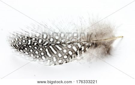 Speckled bird feather isolated on white background