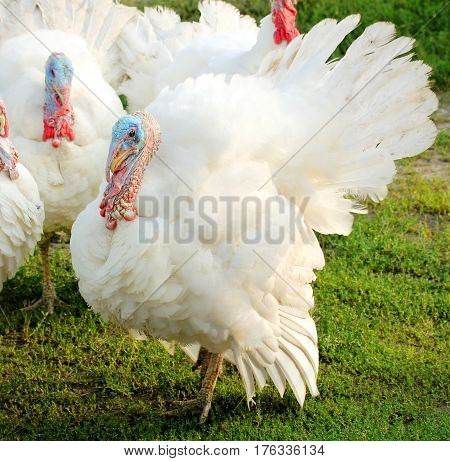 White turkey outdoors on a poultry farm