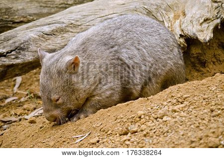 the common wombat has just emerged from his underground hole