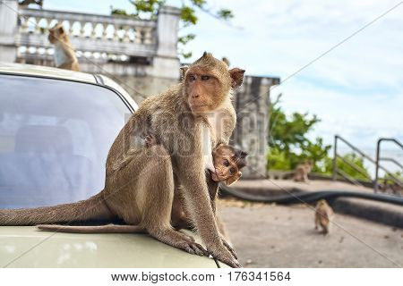 Monkey on the car is eating Thailand funny