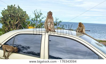 Monkey on the car is eating Thailand funny